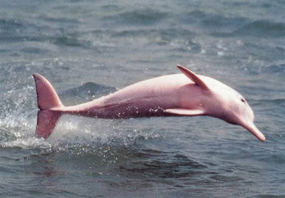 7 Pink Dolphin