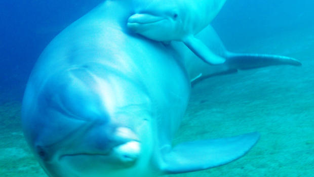 dolphin_born_AP998181021078_620x350